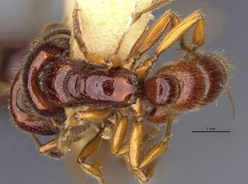 Media type: image;   Entomology 20373 Aspect: habitus dorsal view